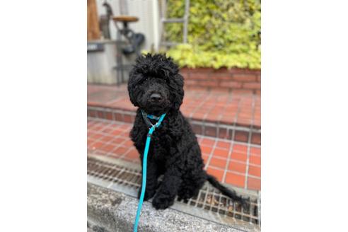 成約済の東京都のその他の犬種-160723の5枚目
