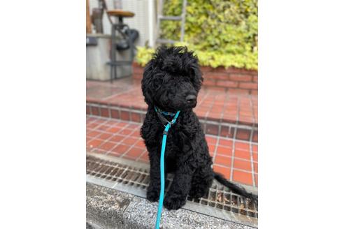 成約済の東京都のその他の犬種-160723の3枚目