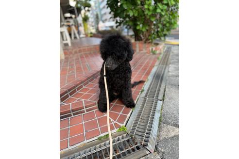 成約済の東京都のその他の犬種-160723の2枚目