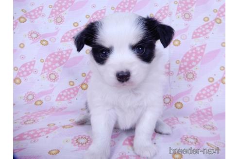 成約済の千葉県のミックス犬-175216の4枚目