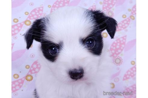 成約済の千葉県のミックス犬-175216の5枚目