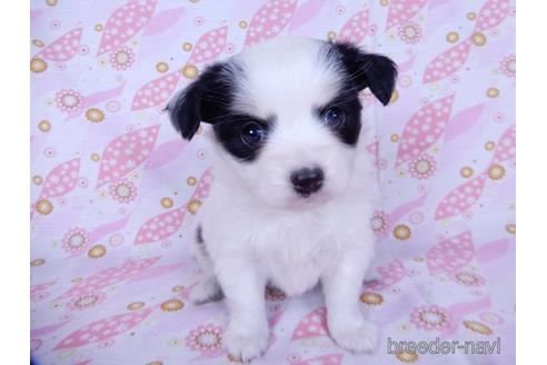 成約済の千葉県のミックス犬-175216の6枚目