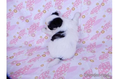 成約済の千葉県のミックス犬-175216の7枚目