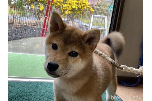 成約済の岡山県の柴犬-162584の12枚目