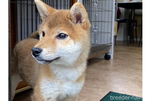 成約済の岡山県の柴犬-162584の11枚目