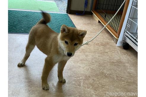 成約済の岡山県の柴犬-162584の10枚目