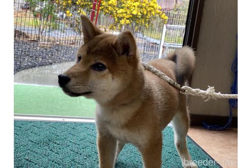 成約済の岡山県の柴犬-162584の9枚目