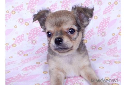 成約済の千葉県のチワワ(ロングコート)-172258の5枚目