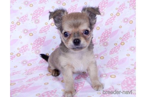 成約済の千葉県のチワワ(ロングコート)-172258の8枚目