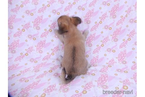 成約済の千葉県のチワワ(ロングコート)-171508の7枚目