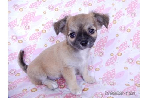 成約済の千葉県のチワワ(ロングコート)-171508の8枚目