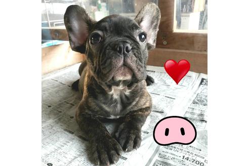 成約済の茨城県のフレンチブルドッグ-168777の7枚目