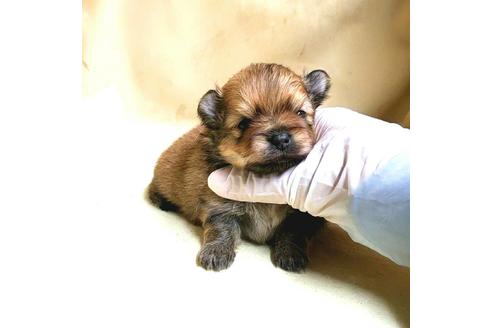 成約済の茨城県のポメラニアン-174519の20枚目
