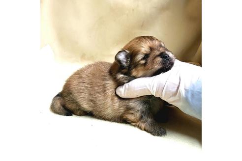 成約済の茨城県のポメラニアン-174519の17枚目