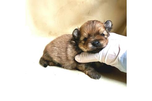 成約済の茨城県のポメラニアン-174519の16枚目
