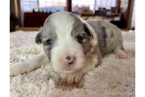 成約済の長野県のボーダーコリー-175250の2枚目