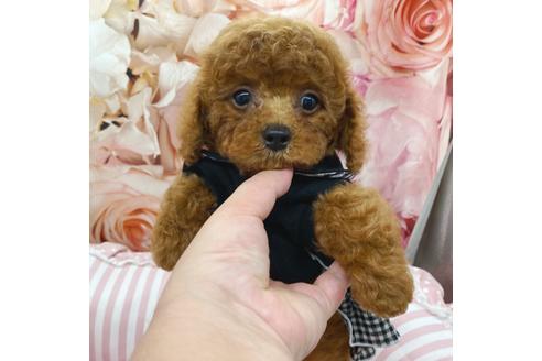 成約済の千葉県のトイプードル-175260の1枚目