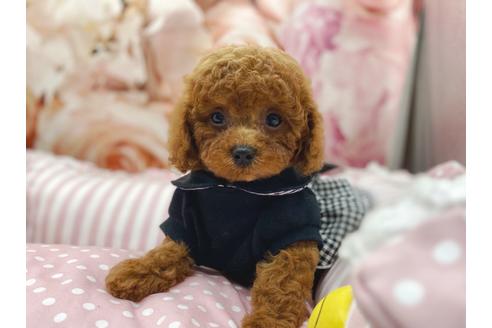 成約済の千葉県のトイプードル-175260の6枚目