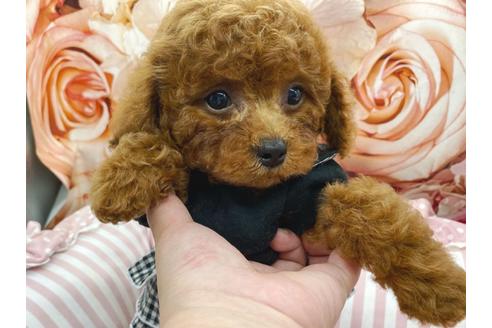 成約済の千葉県のトイプードル-175260の3枚目