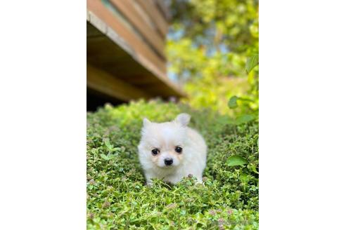 成約済の神奈川県のチワワ(ロングコート)-175263の8枚目