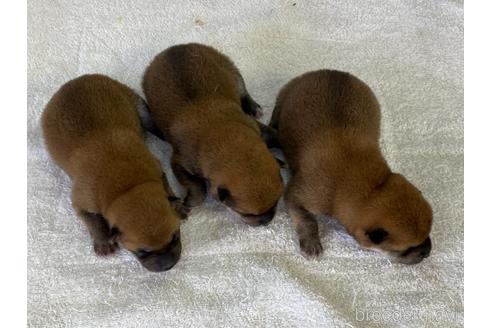 成約済の岡山県の柴犬-175274の1枚目