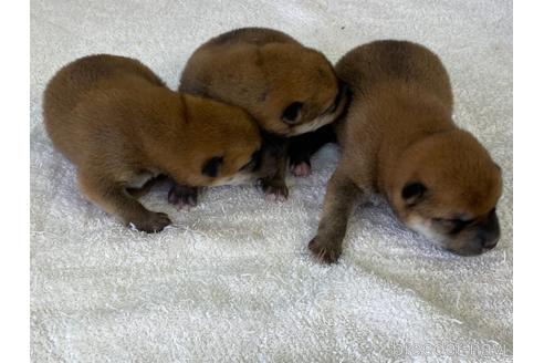 成約済の岡山県の柴犬-175275の1枚目