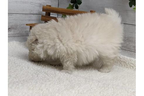 成約済の静岡県のポメプー:ポメラニアン×トイプードル-175287の3枚目