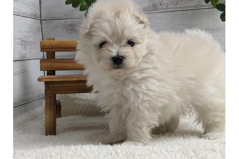 成約済の静岡県のポメプー:ポメラニアン×トイプードル-175287の2枚目