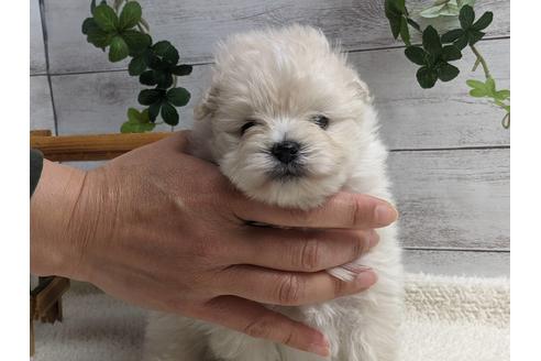 成約済の静岡県のポメプー:ポメラニアン×トイプードル-175288