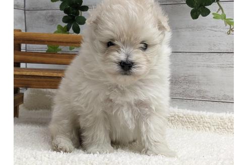 成約済の静岡県のポメプー:ポメラニアン×トイプードル-175288の2枚目