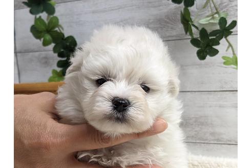 成約済の静岡県のポメプー:ポメラニアン×トイプードル-175289の1枚目