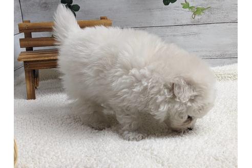 成約済の静岡県のポメプー:ポメラニアン×トイプードル-175289の2枚目