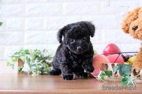 成約済の滋賀県のトイプードル-173549の1枚目