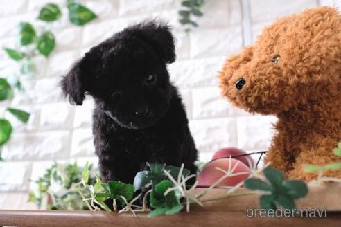 成約済の滋賀県のトイプードル-173549の7枚目