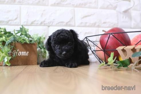 成約済の滋賀県のトイプードル-173549の3枚目