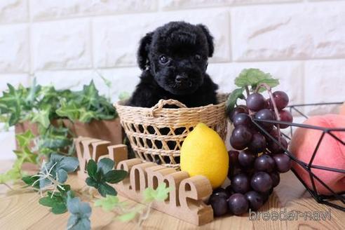 成約済の滋賀県のトイプードル-173549の2枚目