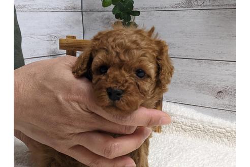 成約済の静岡県のタイニープードル-175292の3枚目