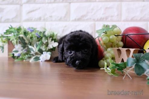 成約済の滋賀県のトイプードル-173550の1枚目