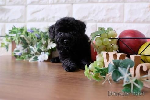 成約済の滋賀県のトイプードル-173550の7枚目