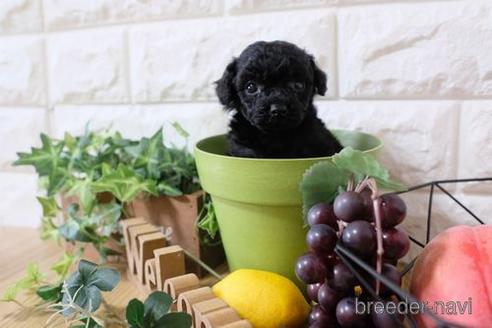 成約済の滋賀県のトイプードル-173550の3枚目