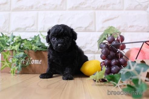 成約済の滋賀県のトイプードル-173550の2枚目
