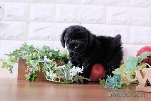 成約済の滋賀県のトイプードル-173566の1枚目