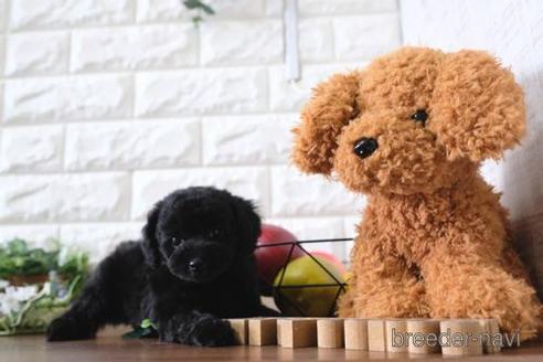 成約済の滋賀県のトイプードル-173566の7枚目