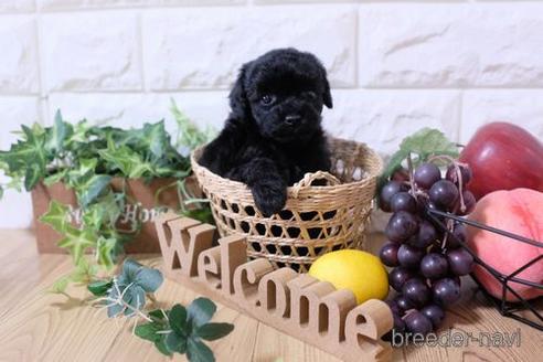 成約済の滋賀県のトイプードル-173566の3枚目