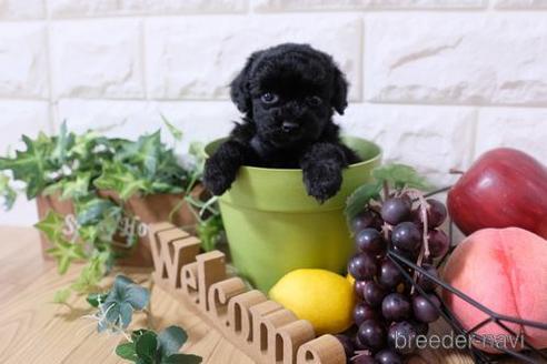 成約済の滋賀県のトイプードル-173566の2枚目