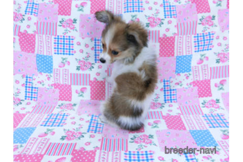 成約済の千葉県のパピヨン-172520の4枚目