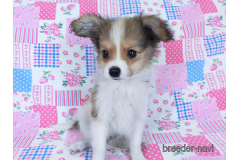 成約済の千葉県のパピヨン-172520の3枚目