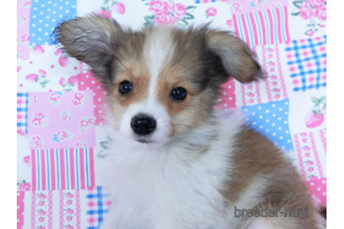 成約済の千葉県のパピヨン-172520の2枚目