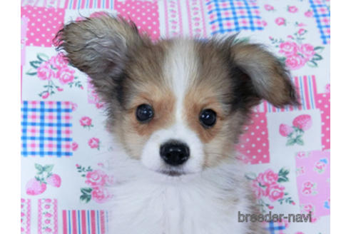 成約済の千葉県のパピヨン-172520の1枚目