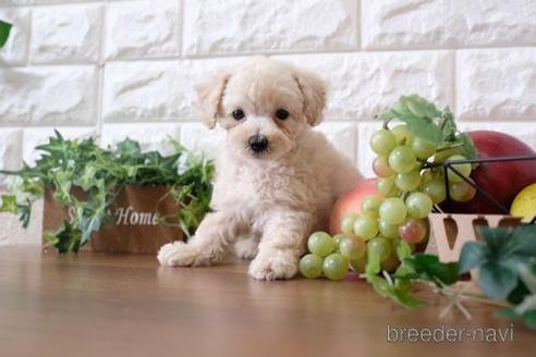 成約済の滋賀県のトイプードル-173569の1枚目